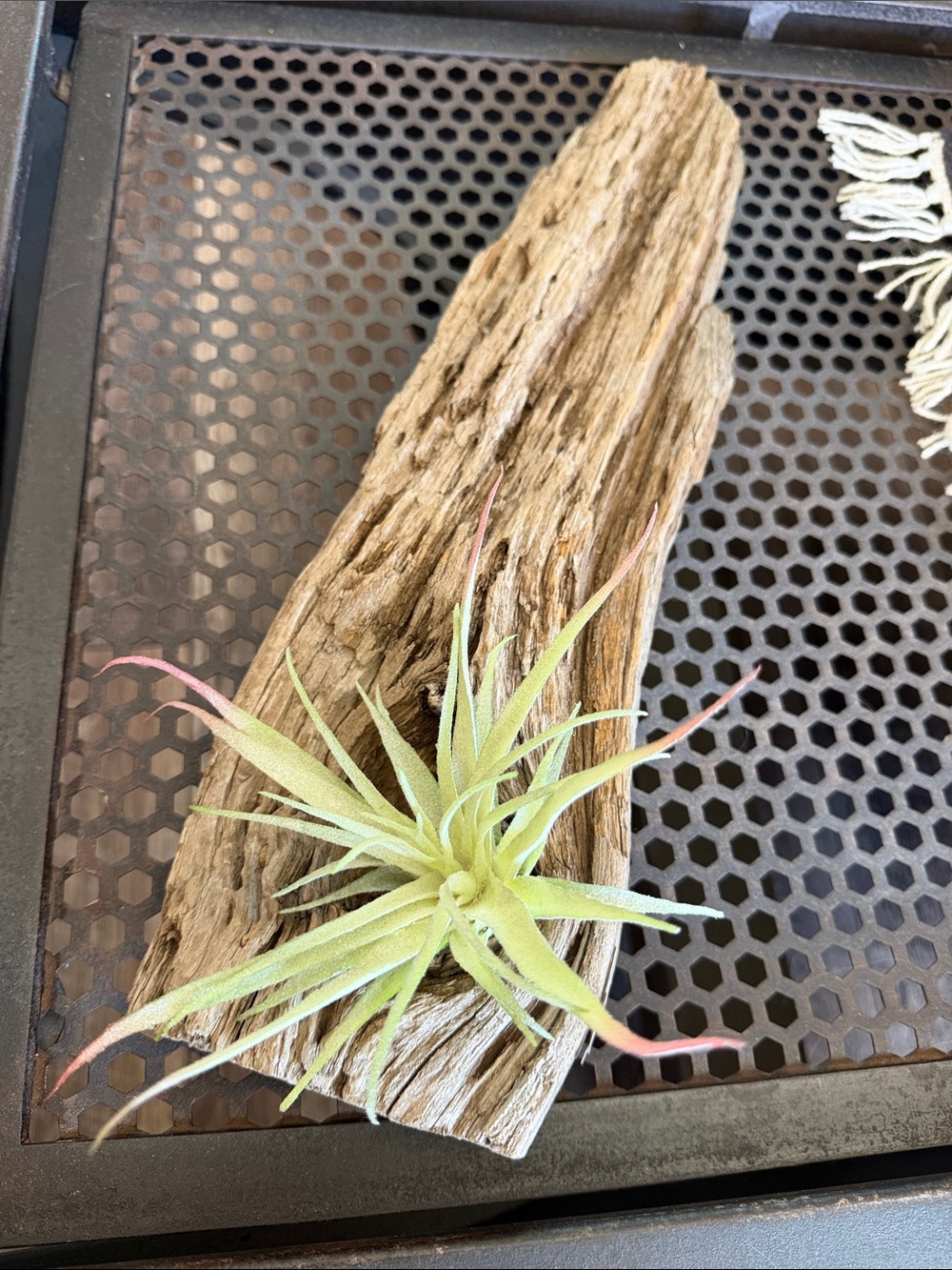Rustic Tree Bark with Faux Air Plant Decor
